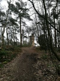 Trees in forest against sky