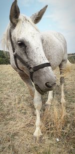 Close-up of a horse on field