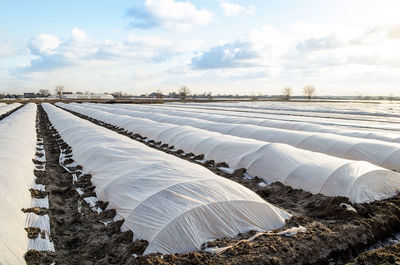 The agricultural field of the plantation is covered with spunbond and a plastic membrane 