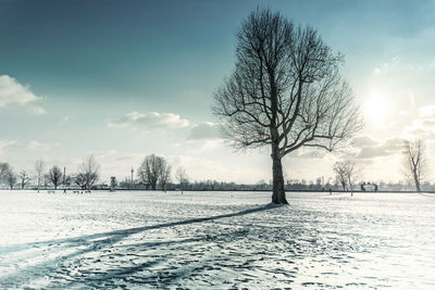 Bare trees on snow covered field against sky