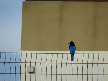 Rear view of bird standing against wall