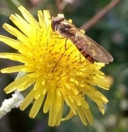 Close-up of honey bee on flower