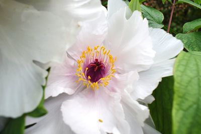 Close-up of white flower blooming outdoors