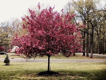 Pink flowers on tree