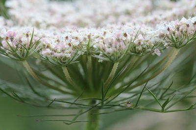 Close-up of flowers