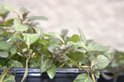 Close-up of potted plant