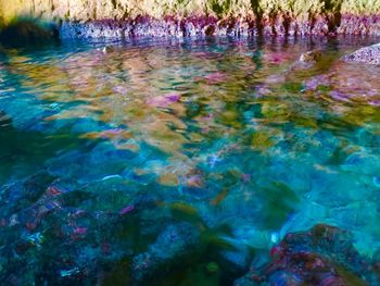 Jellyfish swimming in sea