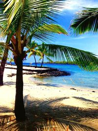 Palm trees on beach