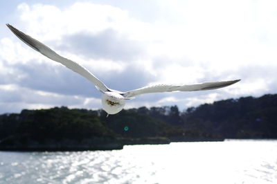 Seagull flying in sky