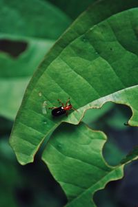 High angle view of insect on leaf