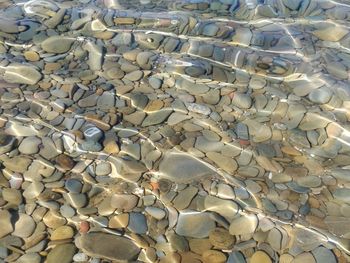 High angle view of birds in water
