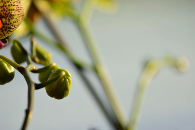 Close-up of flower buds growing on tree