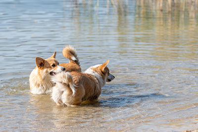 Several happy welsh corgi pembroke dogs playing and jumping in the water on the sandy beach