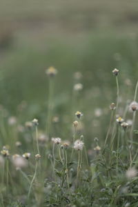 Close-up of white flowering plants on field