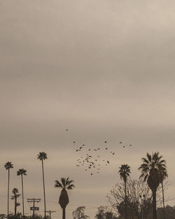 Low angle view of birds in sky