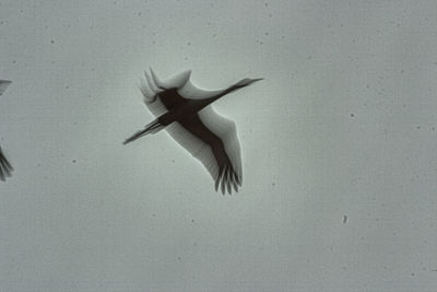 Bird flying over sea