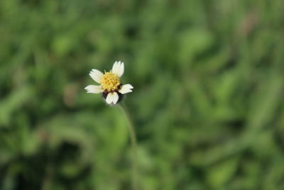 Close-up of white flowering plant