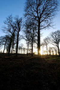 Bare trees in forest against sky