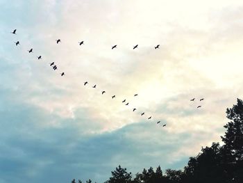 Low angle view of birds flying in sky