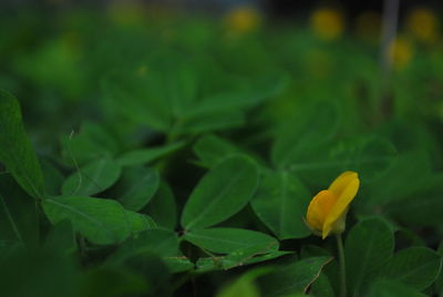 Close-up of leaves