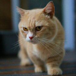 Close-up of cat looking away