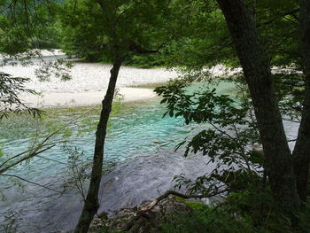 Scenic view of river in forest