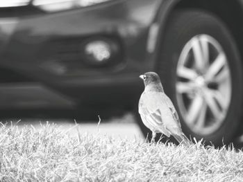 View of a bird against the sky