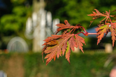 Close-up of maple leaves during autumn