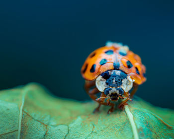 Close-up of ladybug on leaf