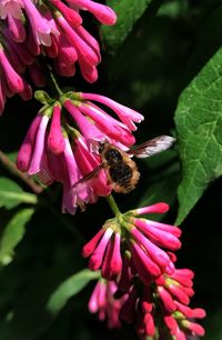 Close-up of insect on pink flower