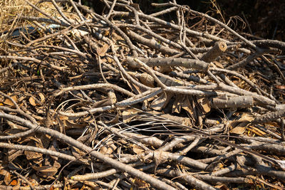 Full frame shot of dried plant in forest