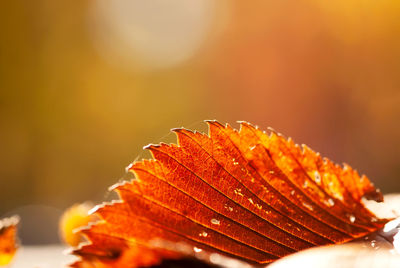 Close-up of maple leaf on orange leaves