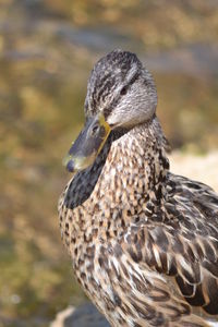 Close-up of a bird