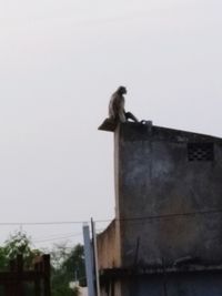 Low angle view of bird perching on a building