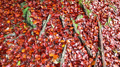 Full frame shot of red chili peppers on autumn leaves