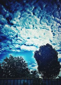 Low angle view of trees against sky