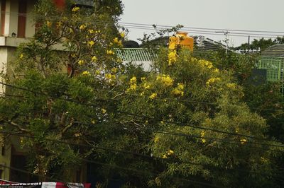 Low angle view of plants