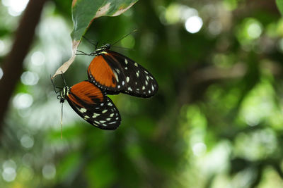 Close-up of butterfly on leaf