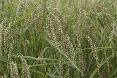 Close-up of crops growing on field