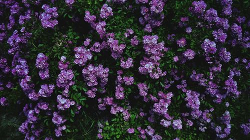 Full frame shot of purple flowers