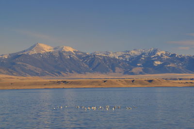 A flock of swans on a lake