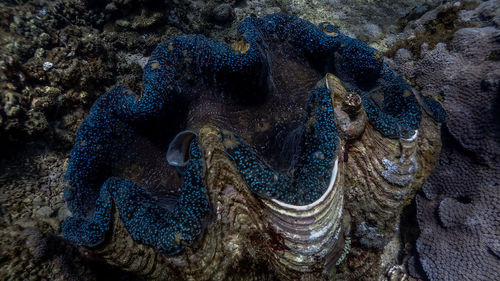 Close-up of coral in sea