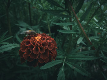 High angle view of red flowering plant