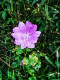 Close-up of pink flowering plant