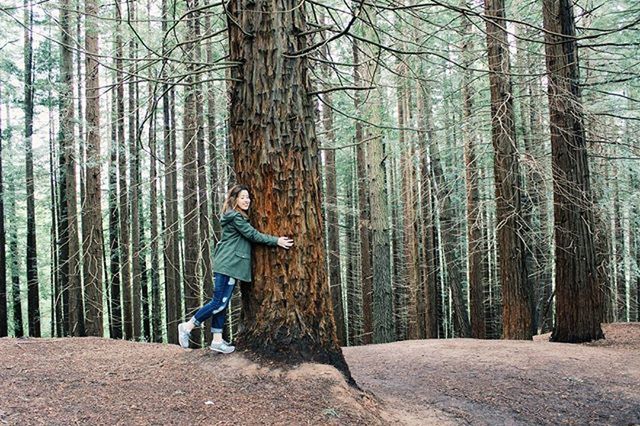 tree, leisure activity, full length, lifestyles, tree trunk, forest, casual clothing, rear view, woodland, standing, young adult, person, tranquility, nature, branch, walking, tranquil scene, men