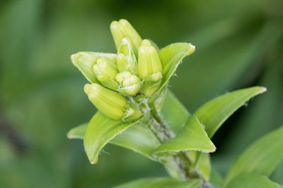 Close-up of a cluster of tiger lily buds growing larger every day