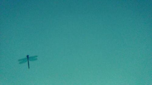 Close-up of tree against blue sky