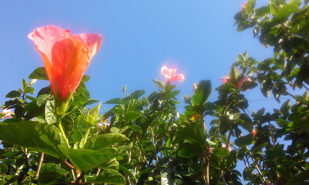 CLOSE-UP OF FLOWERING PLANT AGAINST SKY