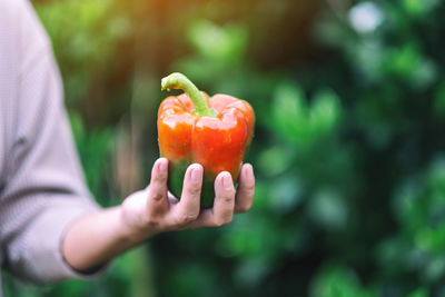 Close-up of woman holing bell pepper outdoors