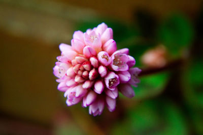 Close-up of pink flower blooming outdoors